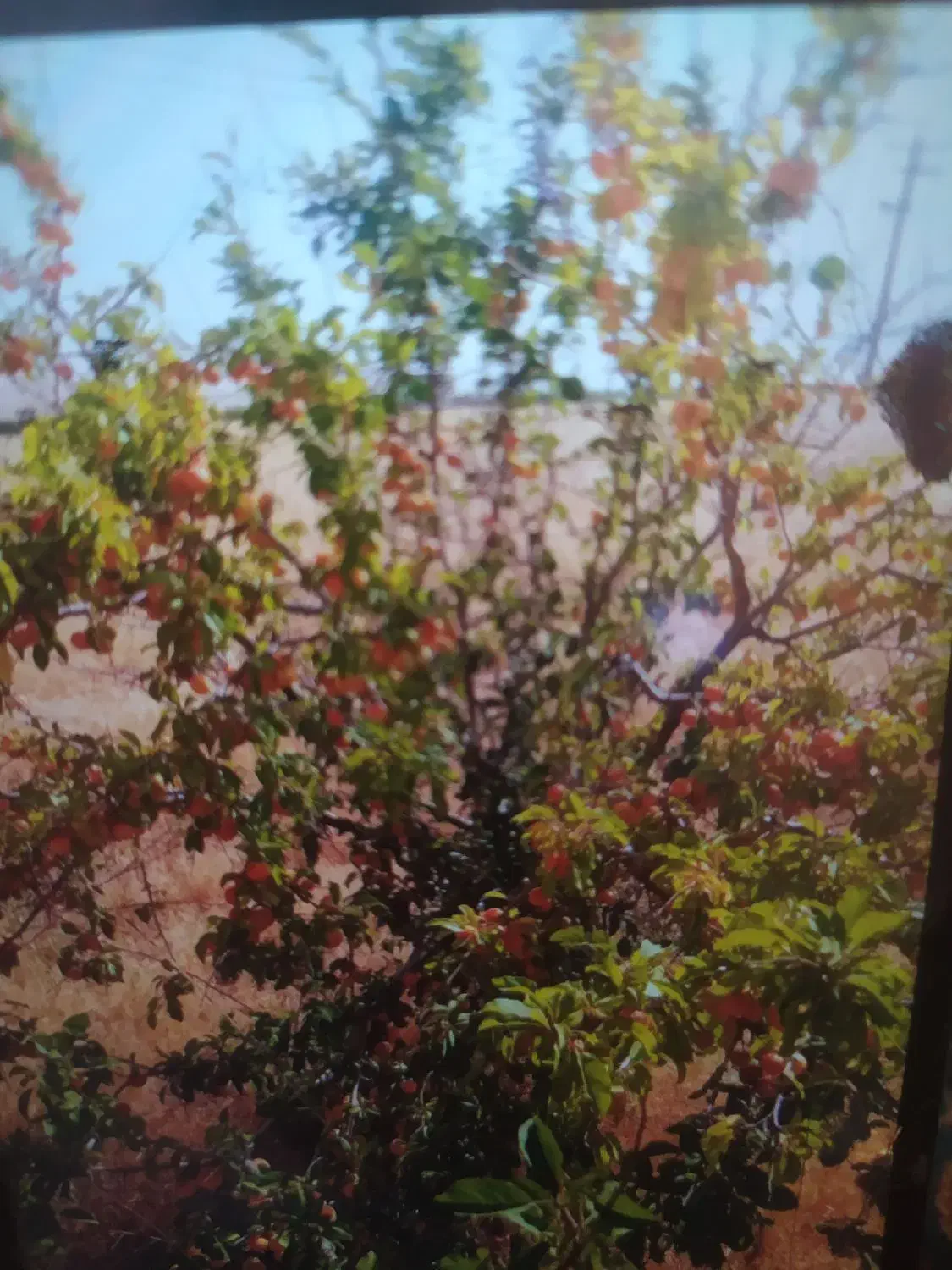 باغ|فروش زمین و ملک کلنگی|نظر کهریزی, |دیوار