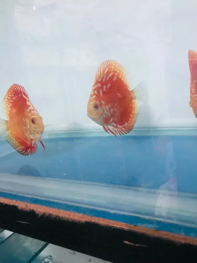 دیسکس|ماهی|فردیس, شهرک ۱۱۰|دیوار