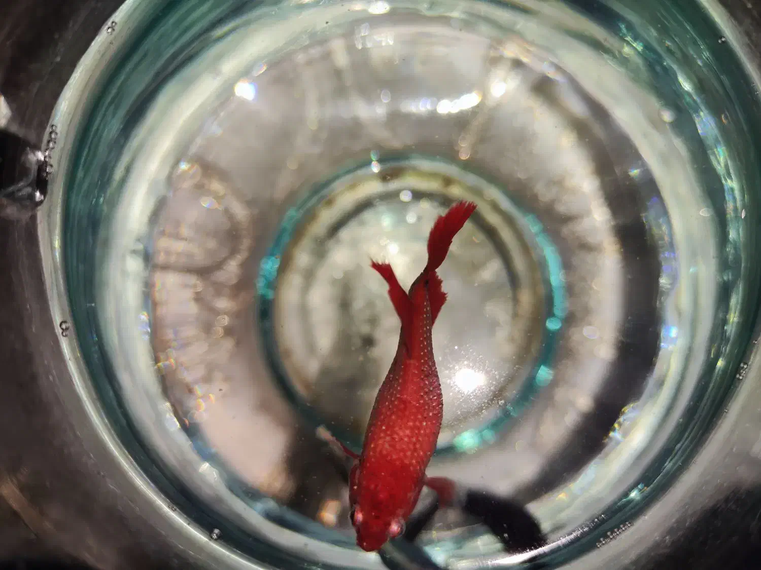 ماهی|ماهی|قم, زنبیل آباد|دیوار