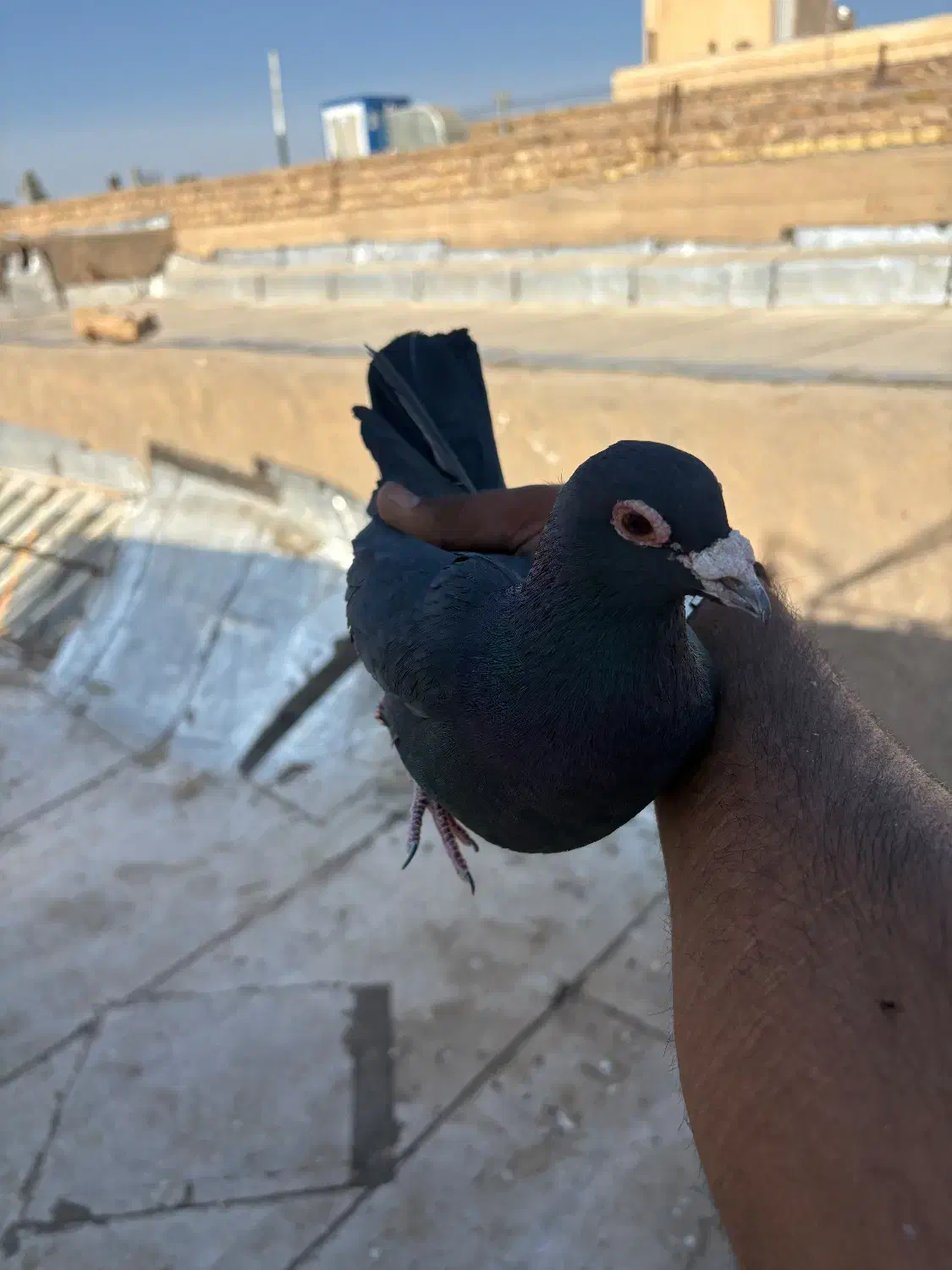 400|حیوانات|رفسنجان, |دیوار