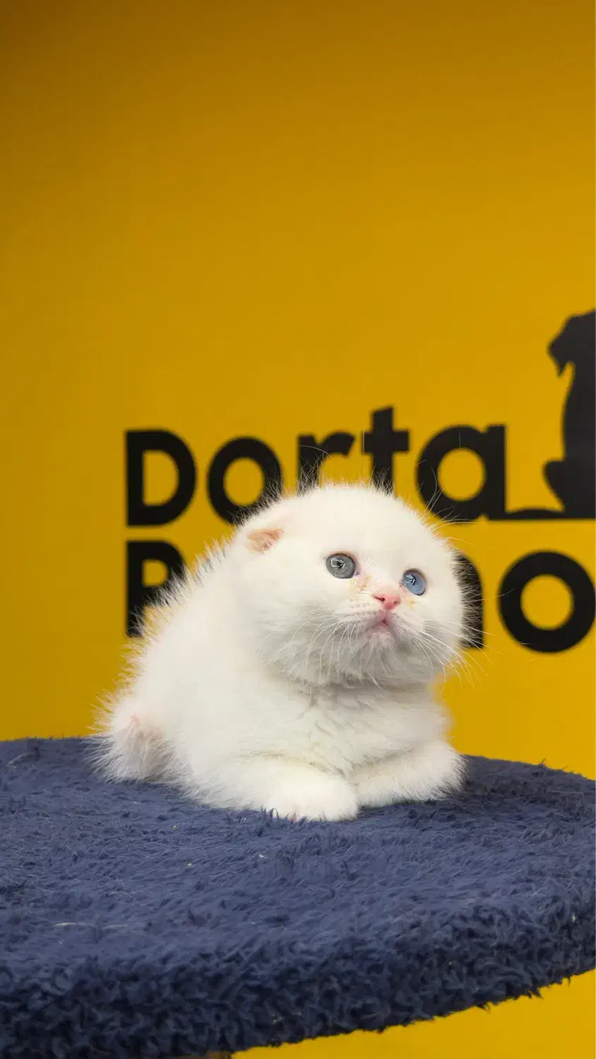 اسکاتیش سفید چشم تا به تا|گربه|تهران, پونک|دیوار