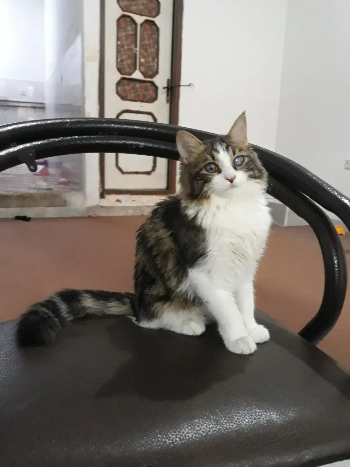 گربه واگذاری رایگان|گربه|بندرعباس, |دیوار