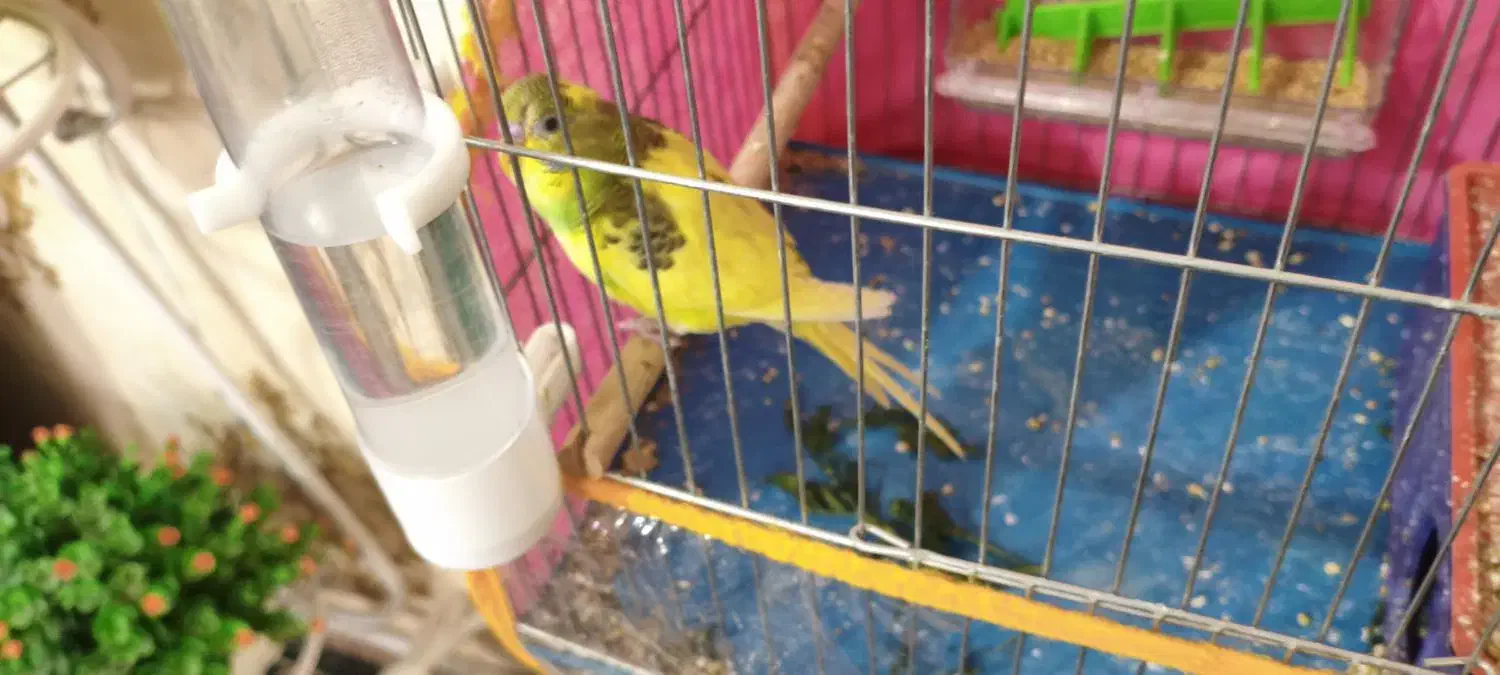 مرغ عشق|پرنده|سیرجان, |دیوار