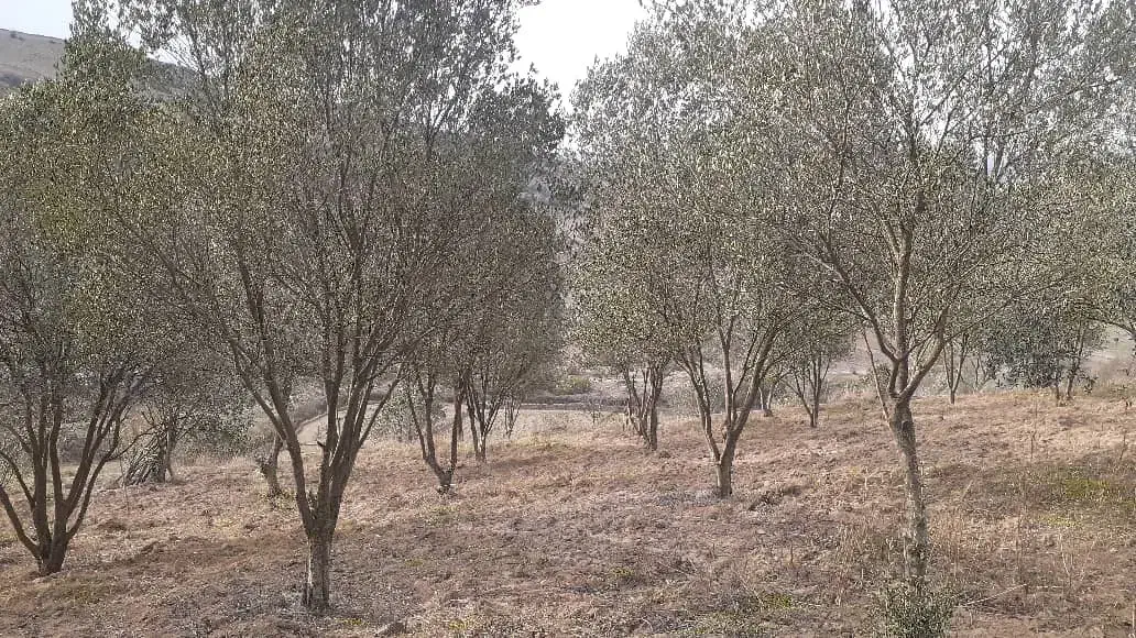 فروش ملک|فروش زمین و ملک کلنگی|رستم‌آباد, |دیوار