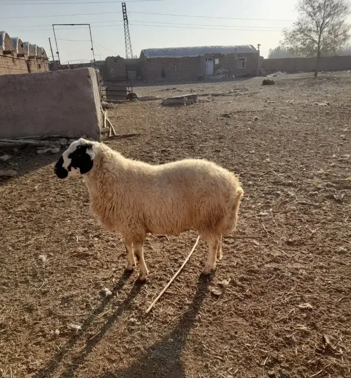 هیم گوسفندی لونی .گاوی|لوازم جانبی حیوانات|طبس, |دیوار