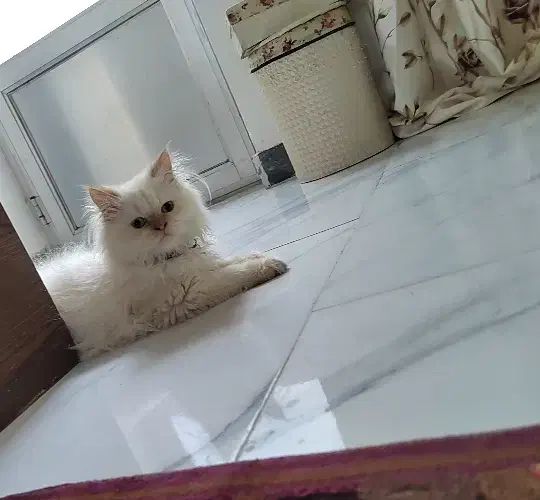 گربه های زیبا غیر، رایگان.|گربه|رشت, کوی فکوری|دیوار