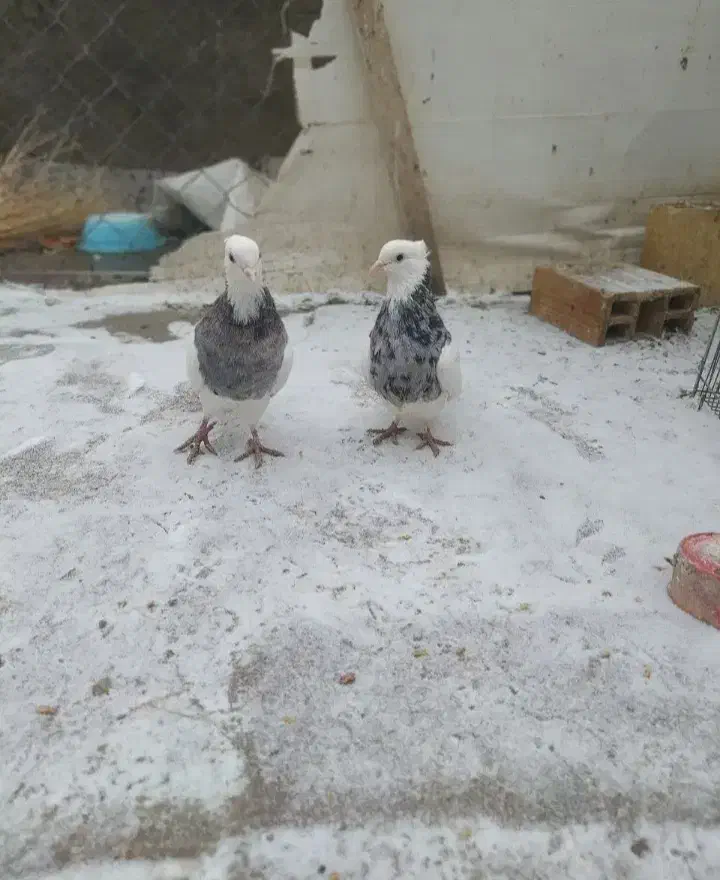 طوقی زوران|پرنده|سراوان, |دیوار