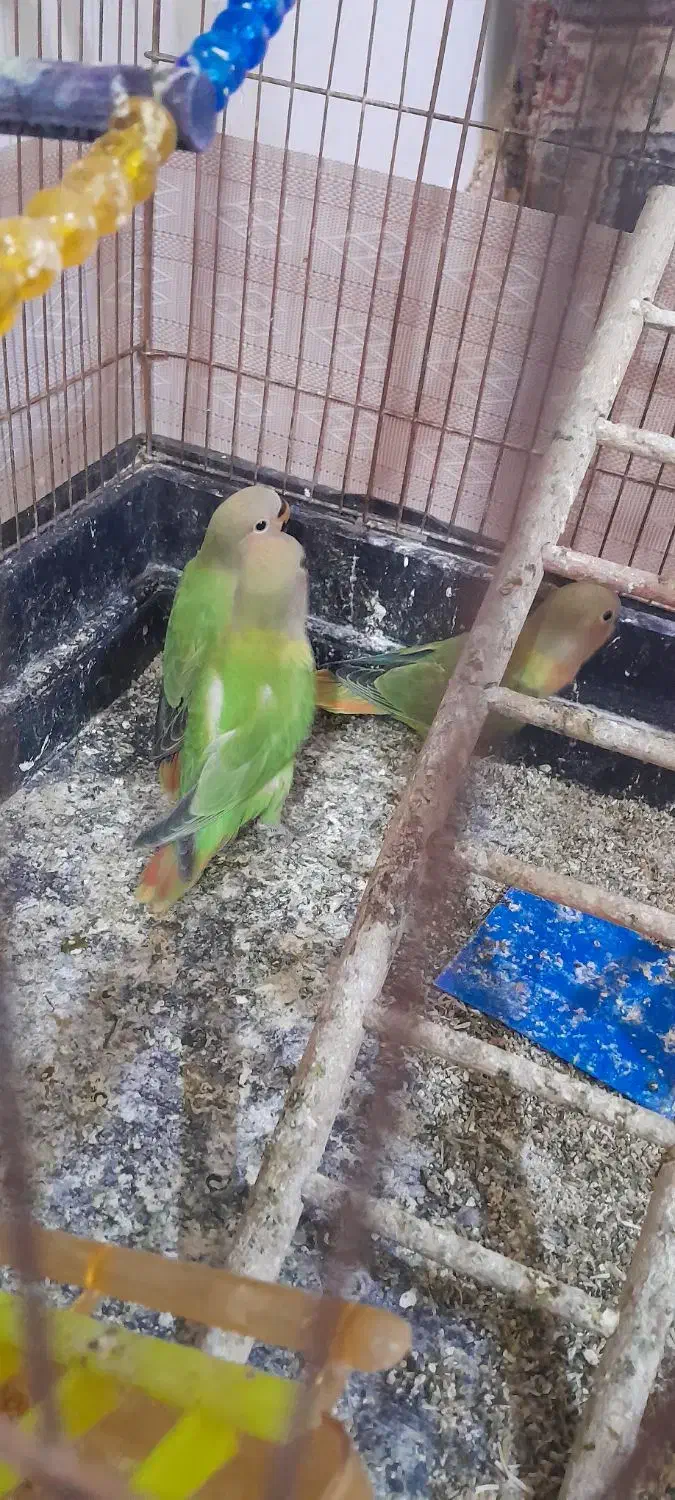 کوتوله دستی اوپال|پرنده|تایباد, |دیوار