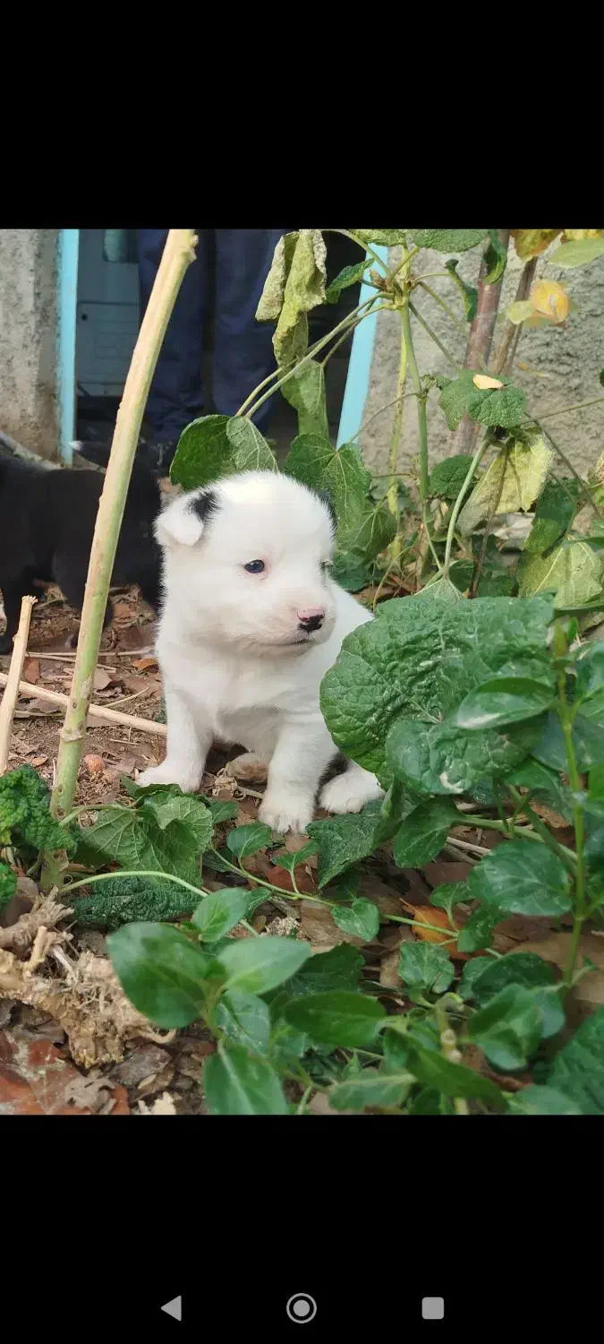 توله بردر کولی|سگ|تهران, سید خندان (جلفا)|دیوار