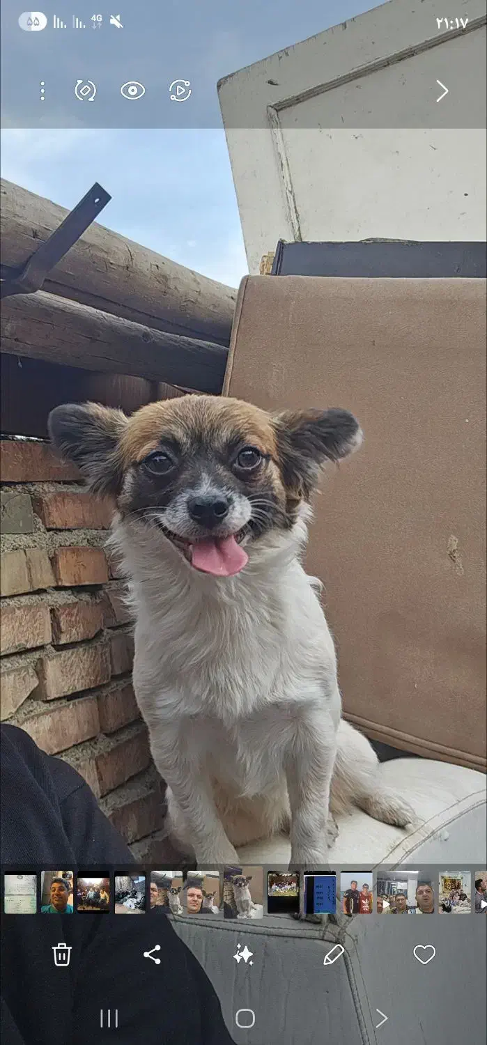 اشپیتز|سگ|تهران, شوش (باغ آذری)|دیوار