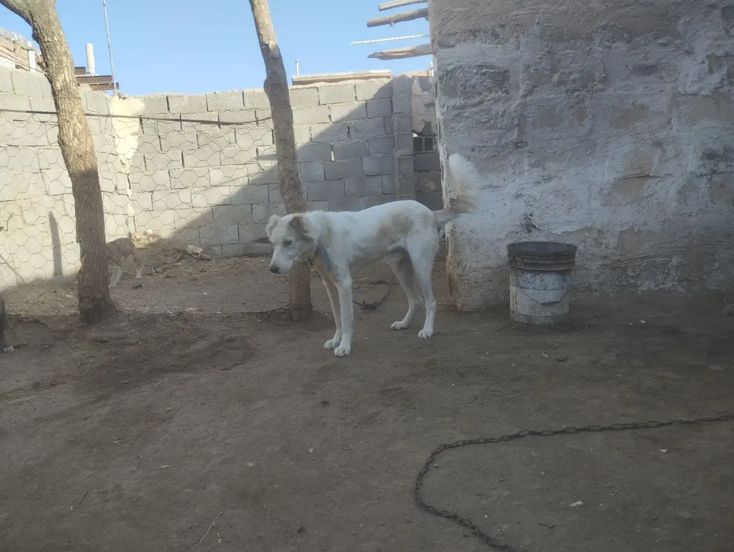 توله|سگ|طاغنکوه, |دیوار