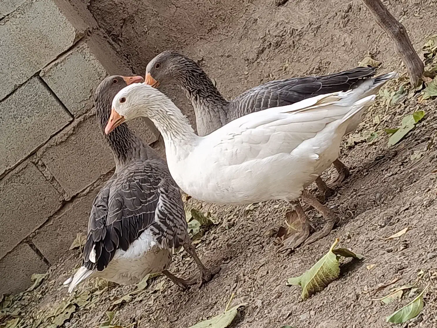 غاز|حیوانات مزرعه|بیلوار, |دیوار