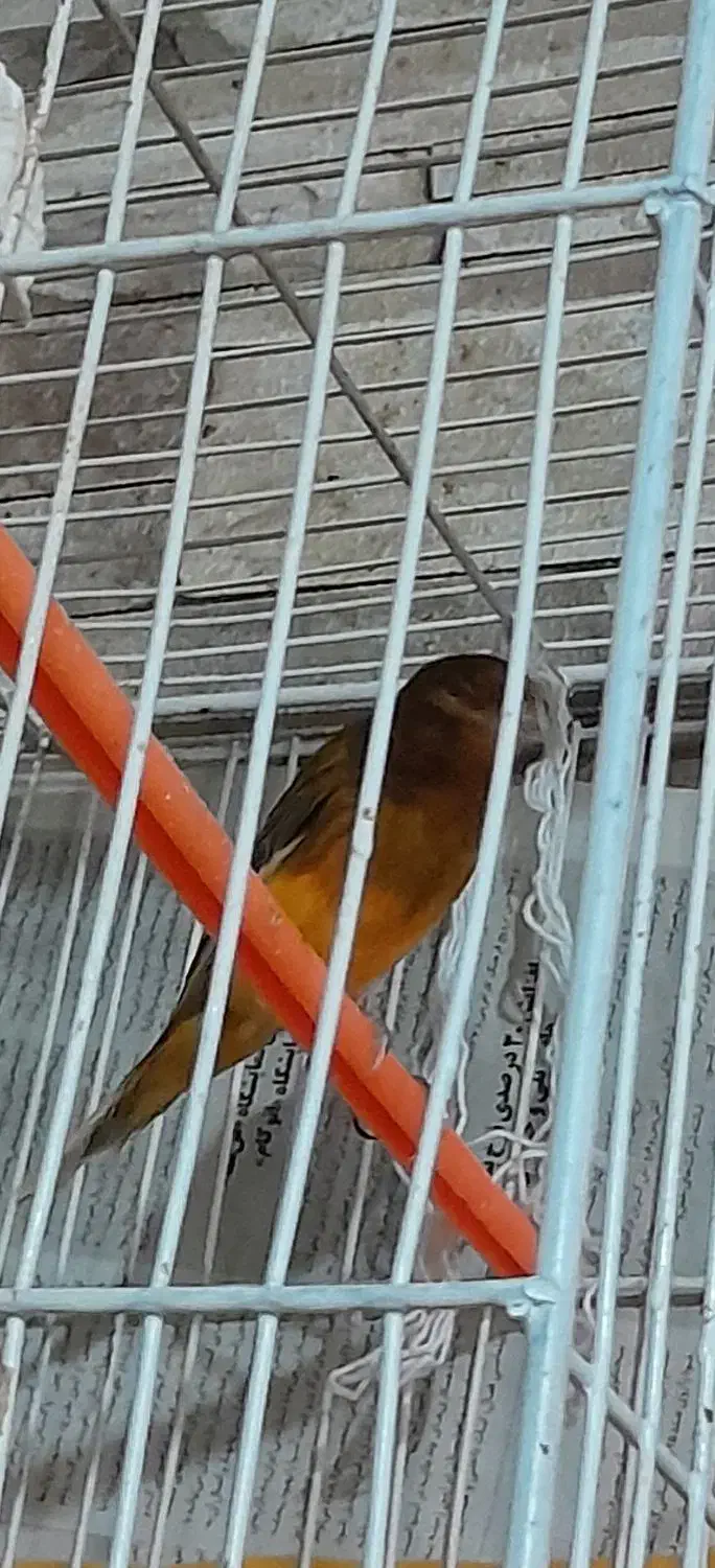 فروش قناری|پرنده|ابریشم, |دیوار