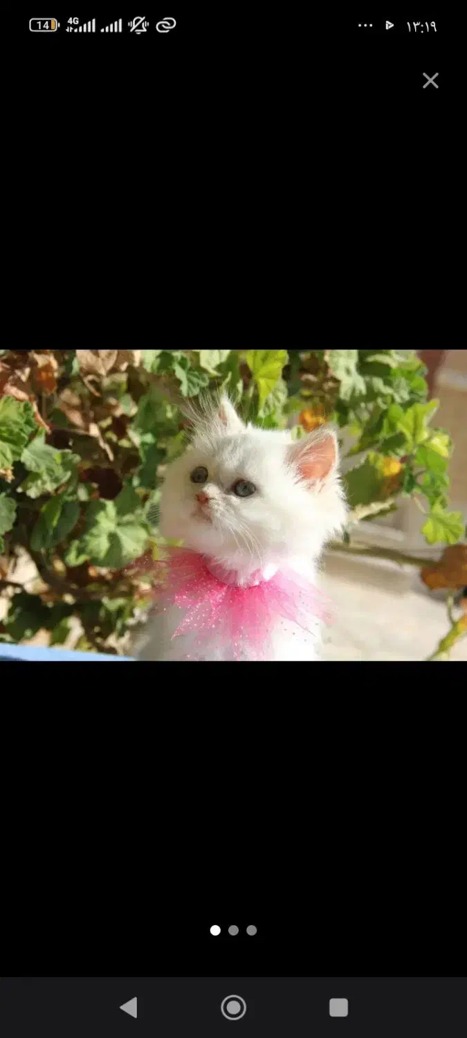 گربه پرشین سفید|گربه|یاسوج, |دیوار