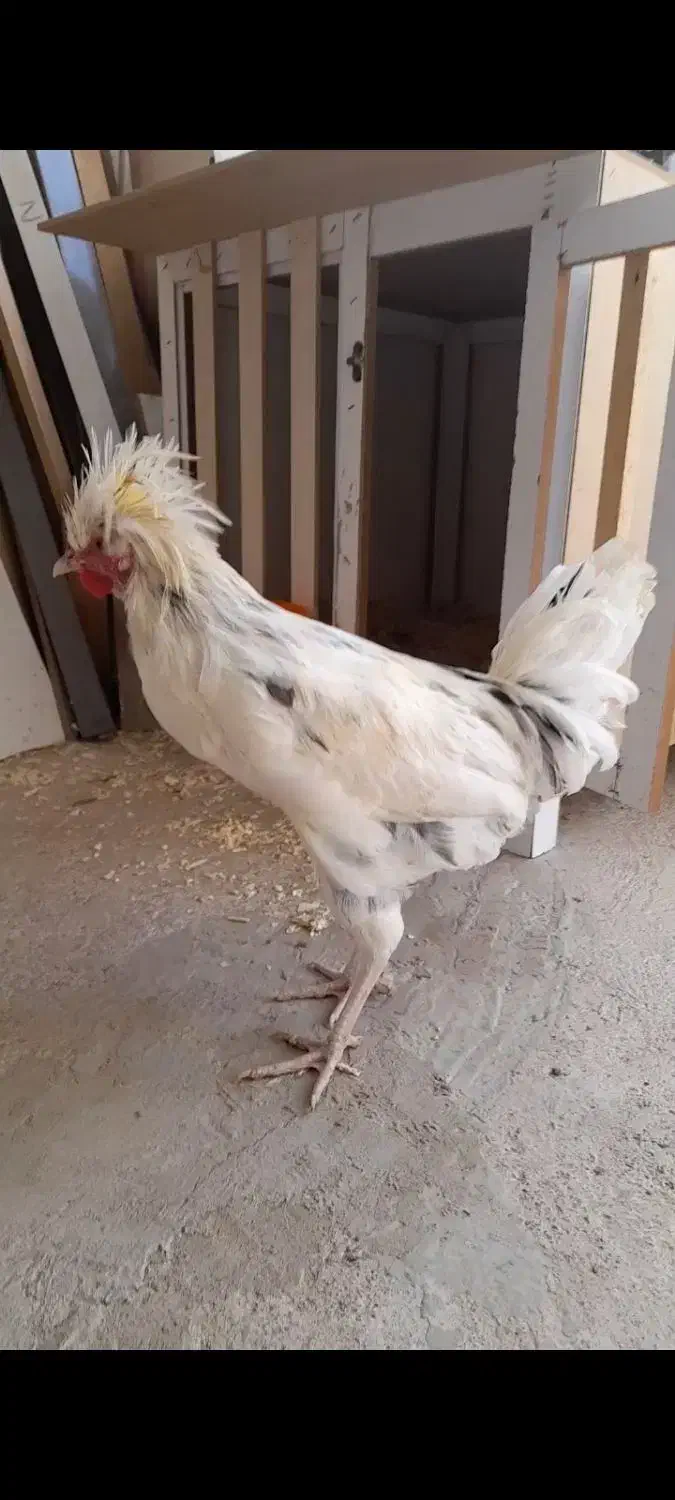 خروس|حیوانات مزرعه|اردبیل, |دیوار