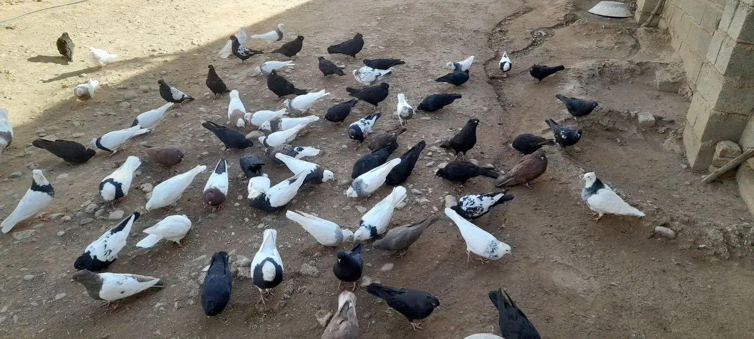 کبوتر|پرنده|کشاورز, |دیوار