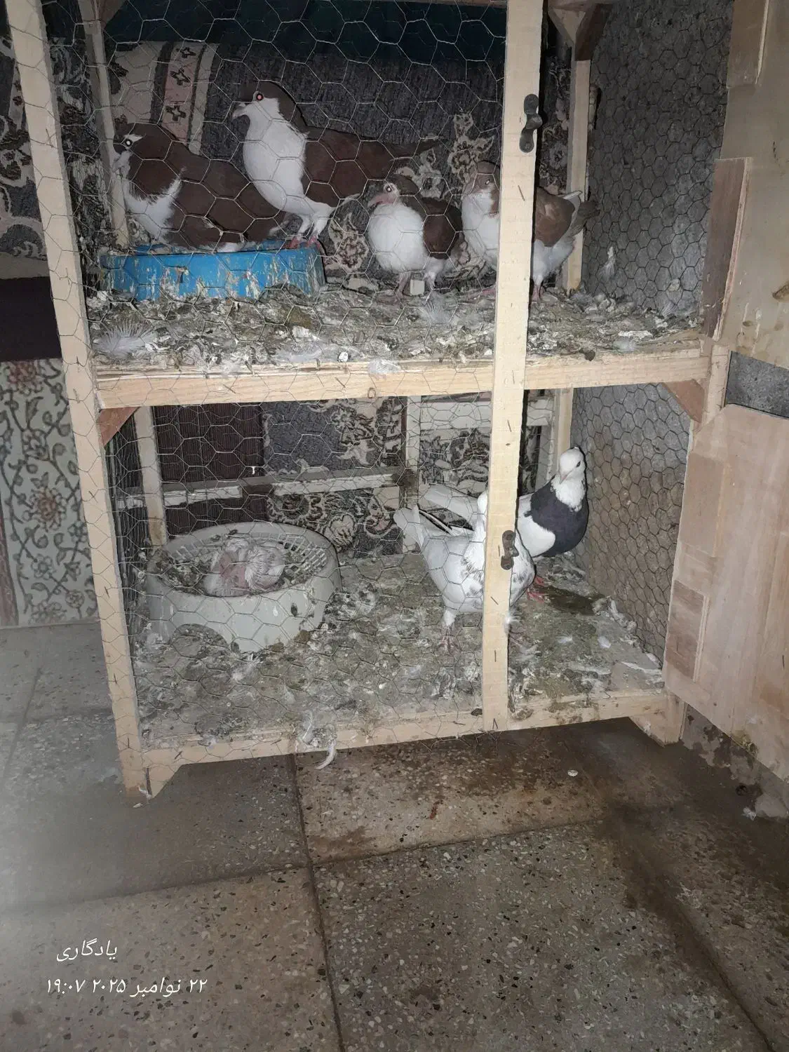 کفتر سلام|پرنده|مشهد, انصار|دیوار