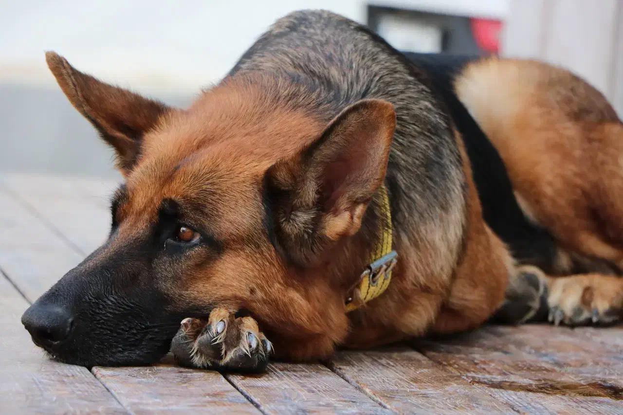 فروش ۶ قلاده توله سگ ژرمن|سگ|کاشان, امیرکبیر|دیوار