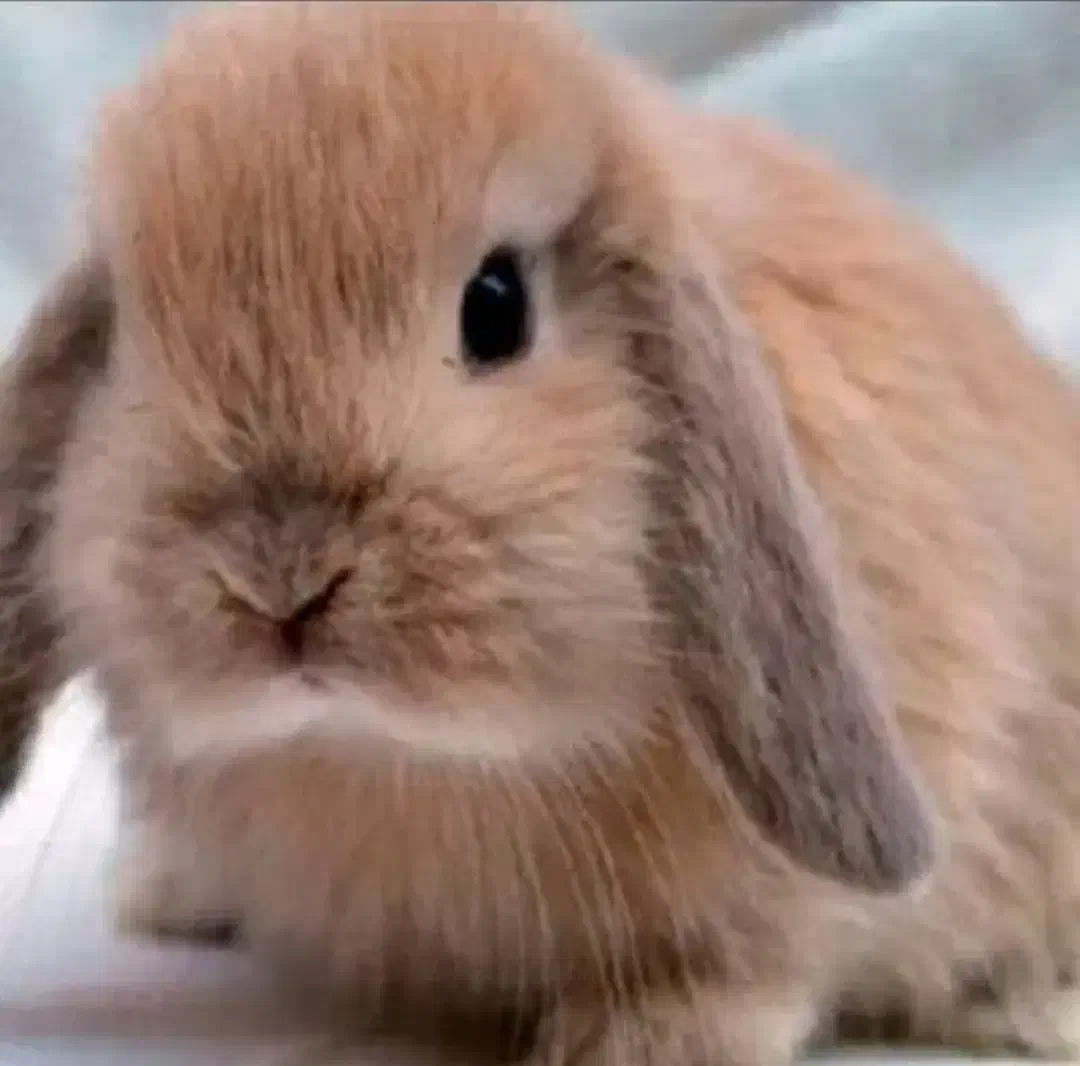 خرگوش نر لوپ نژاد دار|موش و خرگوش|قم, سالاریه|دیوار