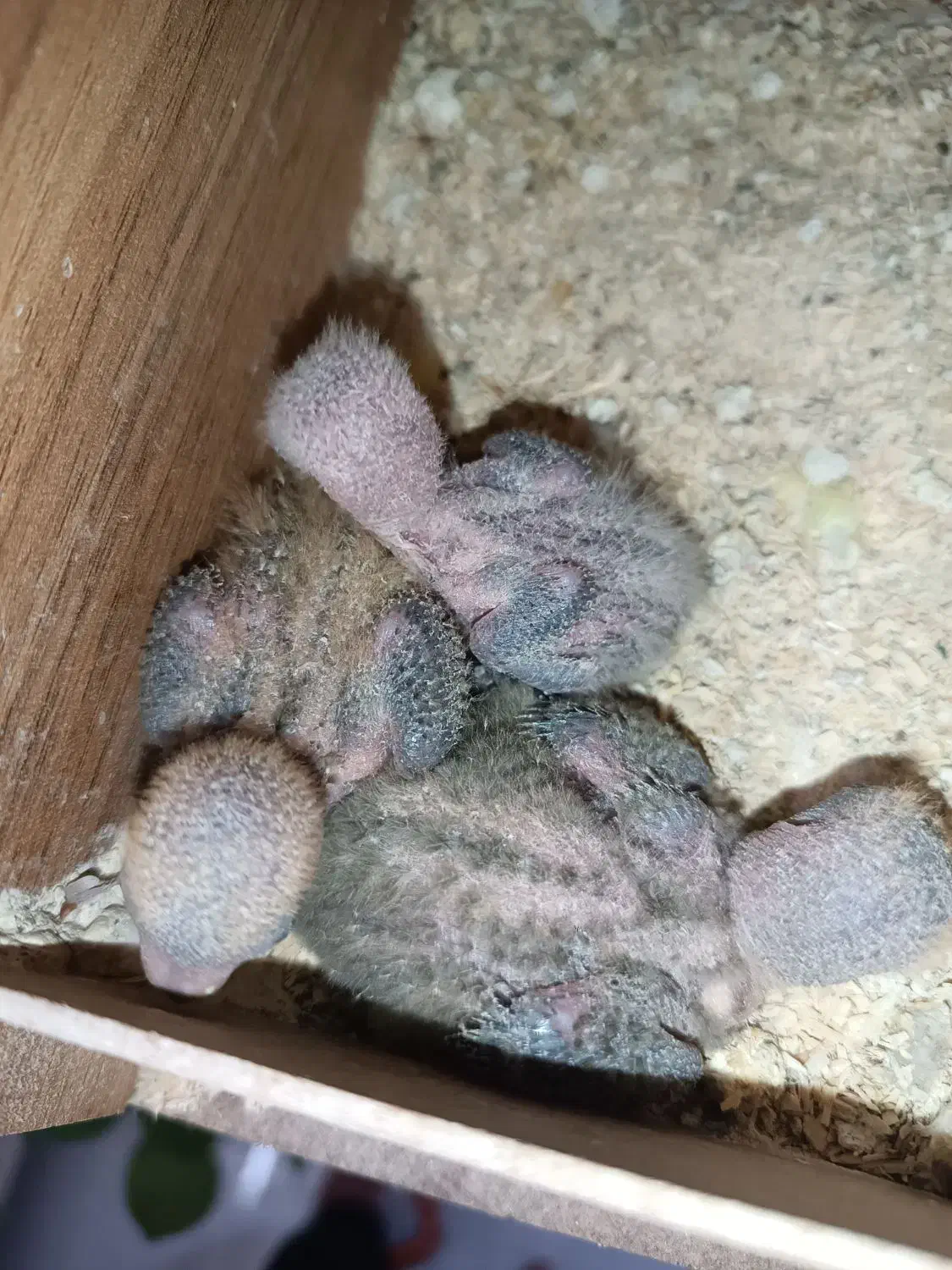 طوطی برزیلی مولد|پرنده|پاکدشت, پاکدشت (مامازند)|دیوار