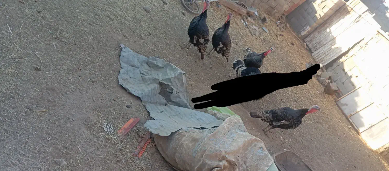 بقلمون محلی نر|حیوانات مزرعه|جغتای, |دیوار