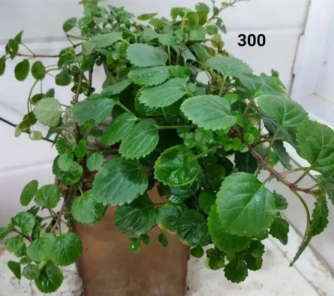 فروش انواع گل و گیاه طبیعی|گل و گیاه طبیعی|نمین, |دیوار