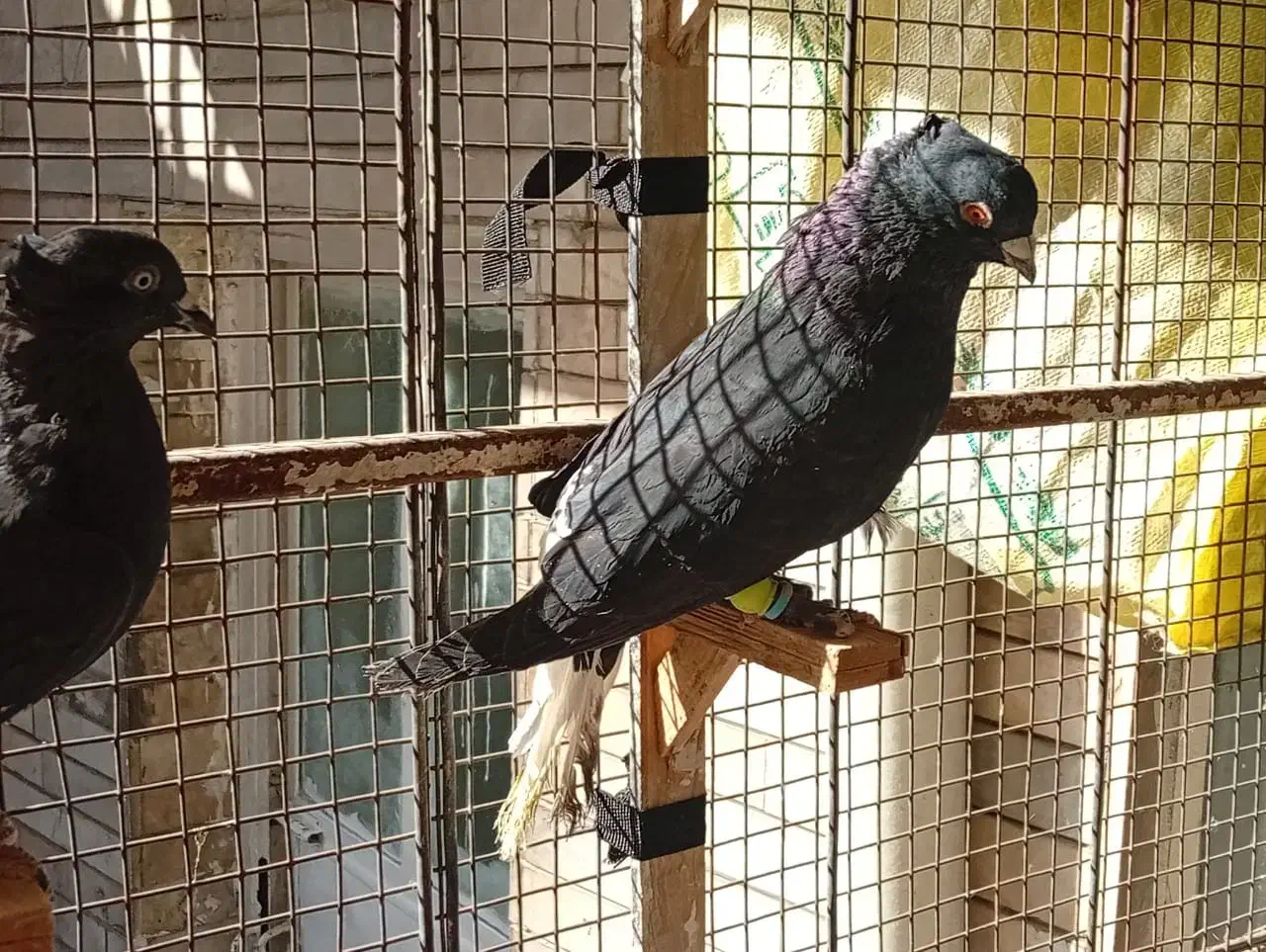 زاغ دم سفید زرد دم سفید یهودی|پرنده|مشهد, رده|دیوار