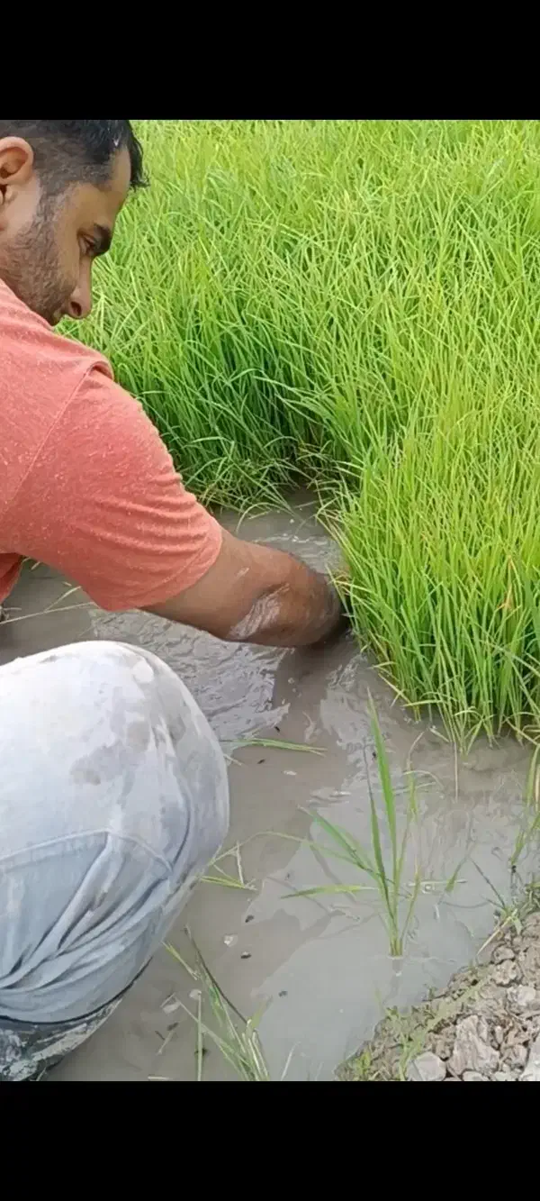 برنج دم سیاه (کلات نادر)|خوردنی و آشامیدنی|مشهد, گلبرگ شمالی|دیوار