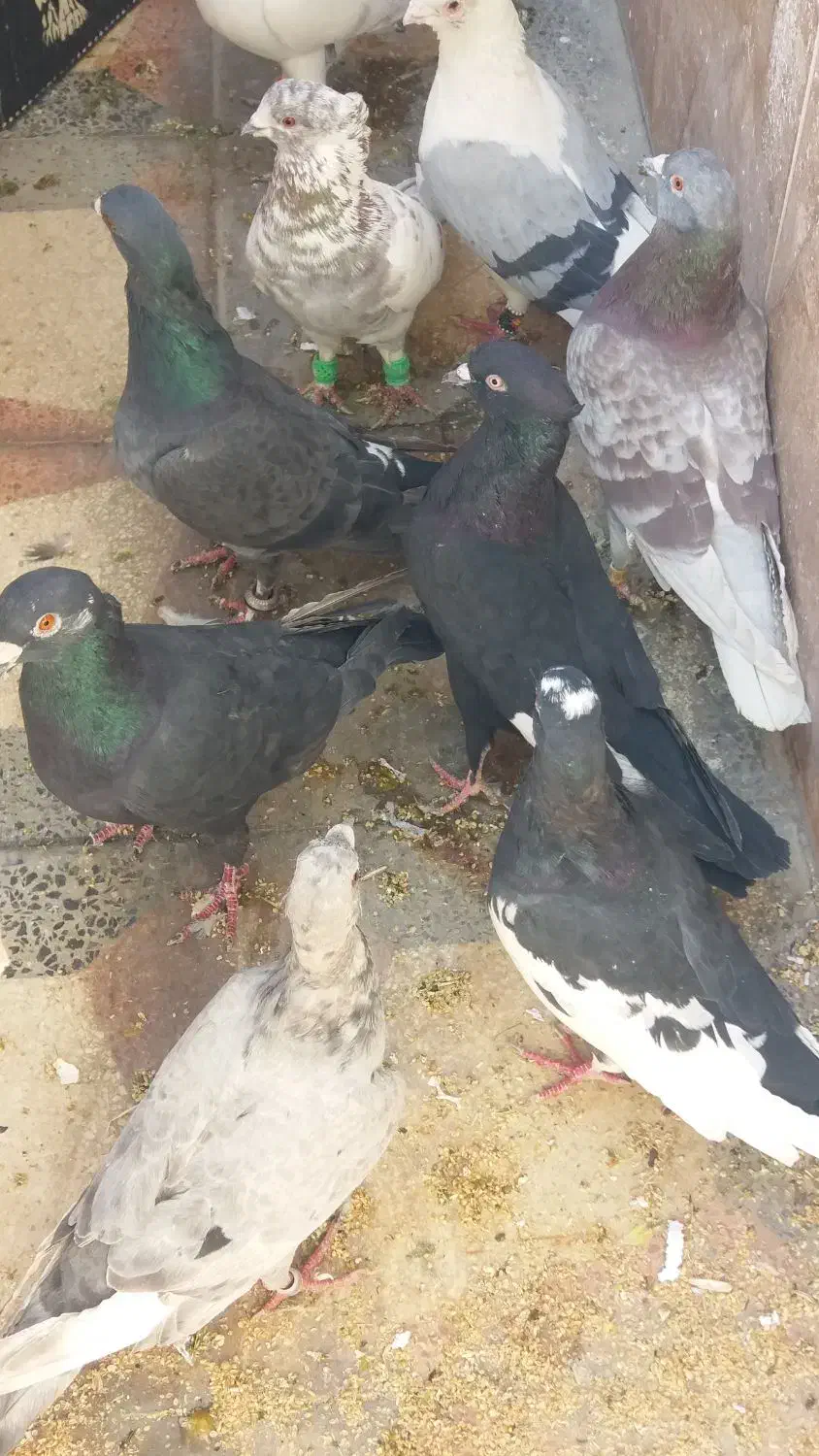 کفتر|پرنده|بختگان, |دیوار