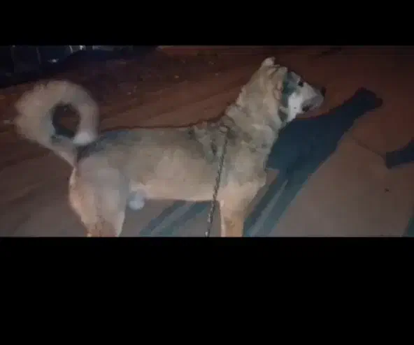 سگ پژدر|سگ|مشهد, امیریه|دیوار