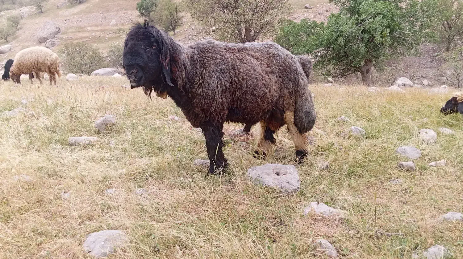 نرمیش|حیوانات مزرعه|گتوند, |دیوار