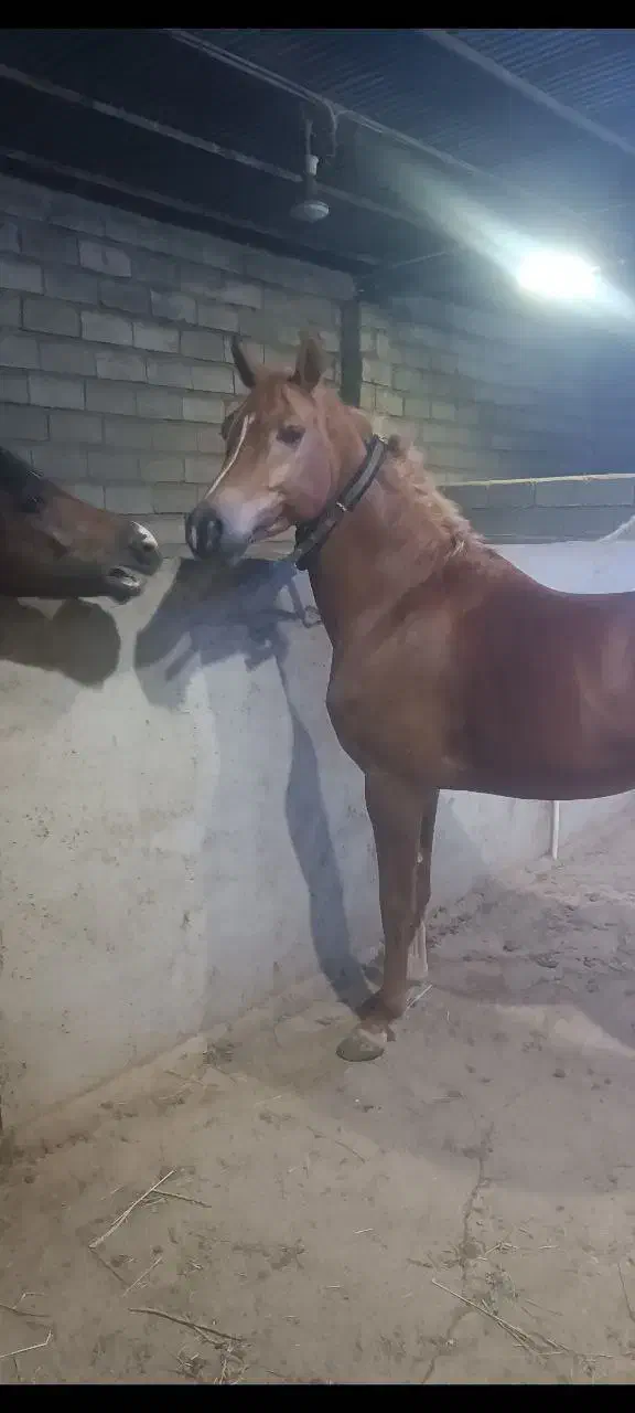 اسب عرب.|اسب و تجهیزات اسب‌سواری|تبریز, |دیوار