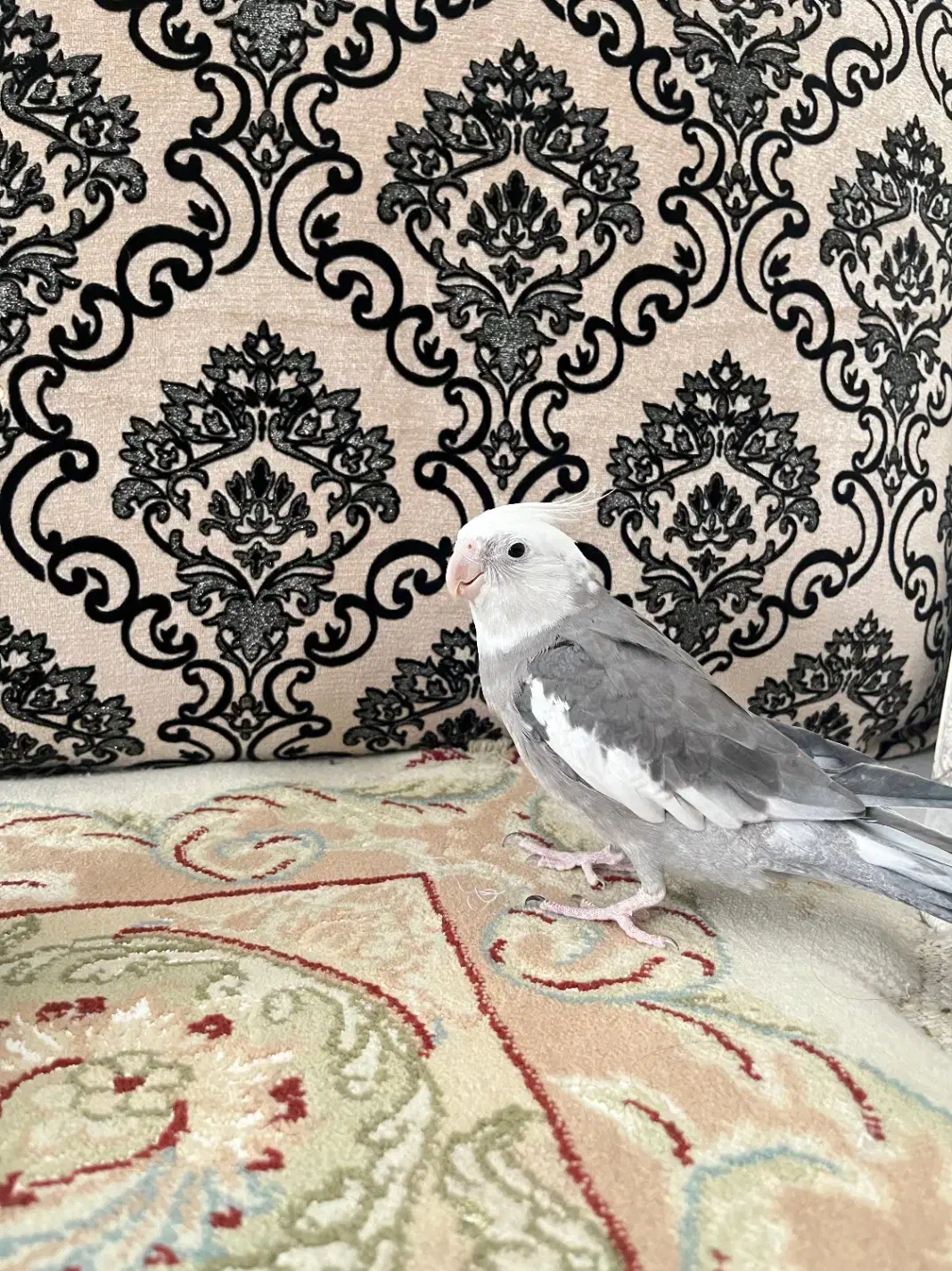 عروس هلندی|پرنده|قشم, |دیوار