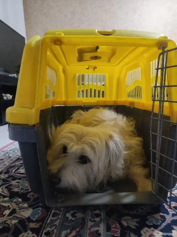 واگذاری موقتی سگ ماده|سگ|مشهد, ولیعصر (شهرک غرب)|دیوار