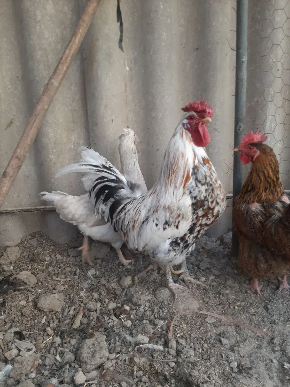 خروس گلین لری اصیل چهل تاج کیفیت بالا|حیوانات مزرعه|اصفهان, خرم|دیوار