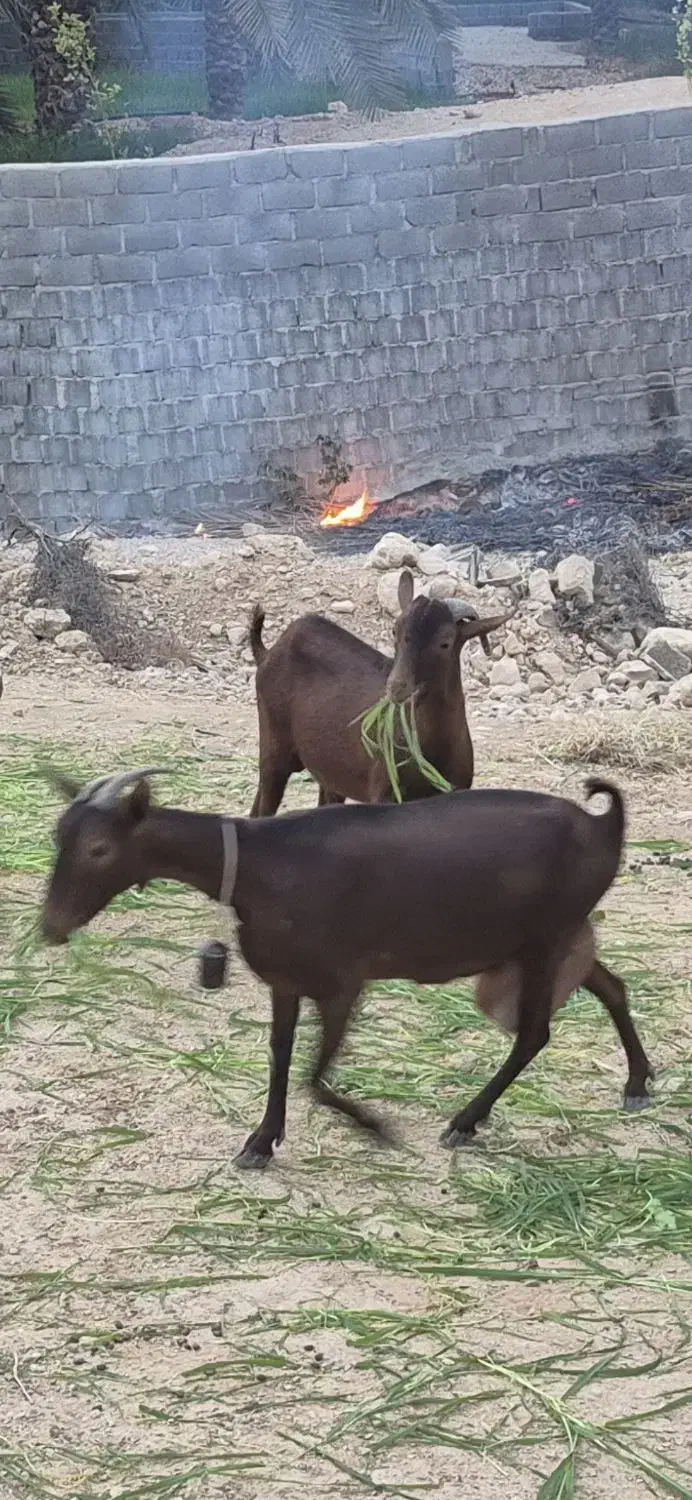 بز مورسیااسپانیایی|حیوانات مزرعه|جم, |دیوار