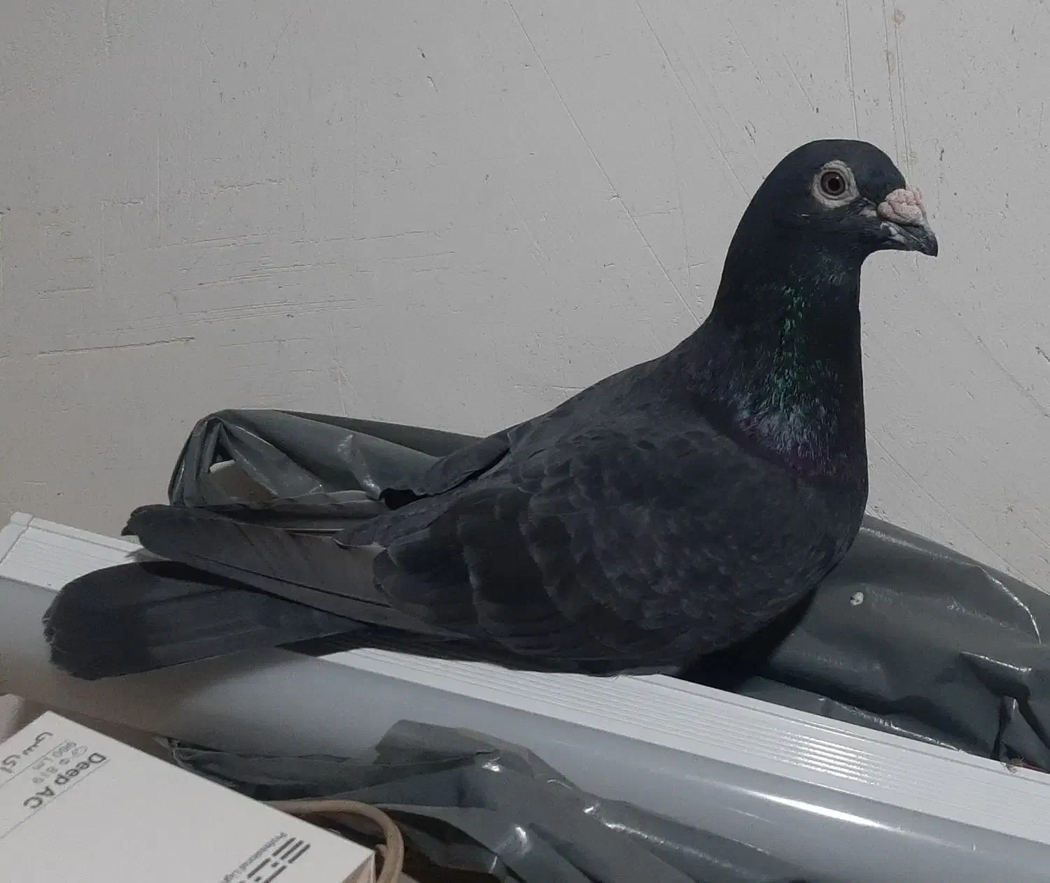 کبوتر زاغ و جوجه هاش|پرنده|دزفول, |دیوار