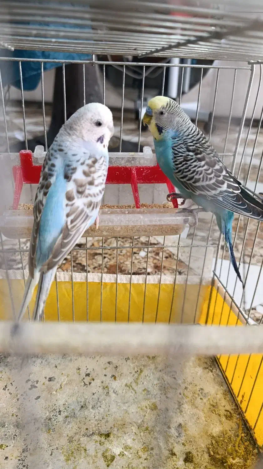 طوطی برزیلی.مرغ عشق|پرنده|ایذه, |دیوار