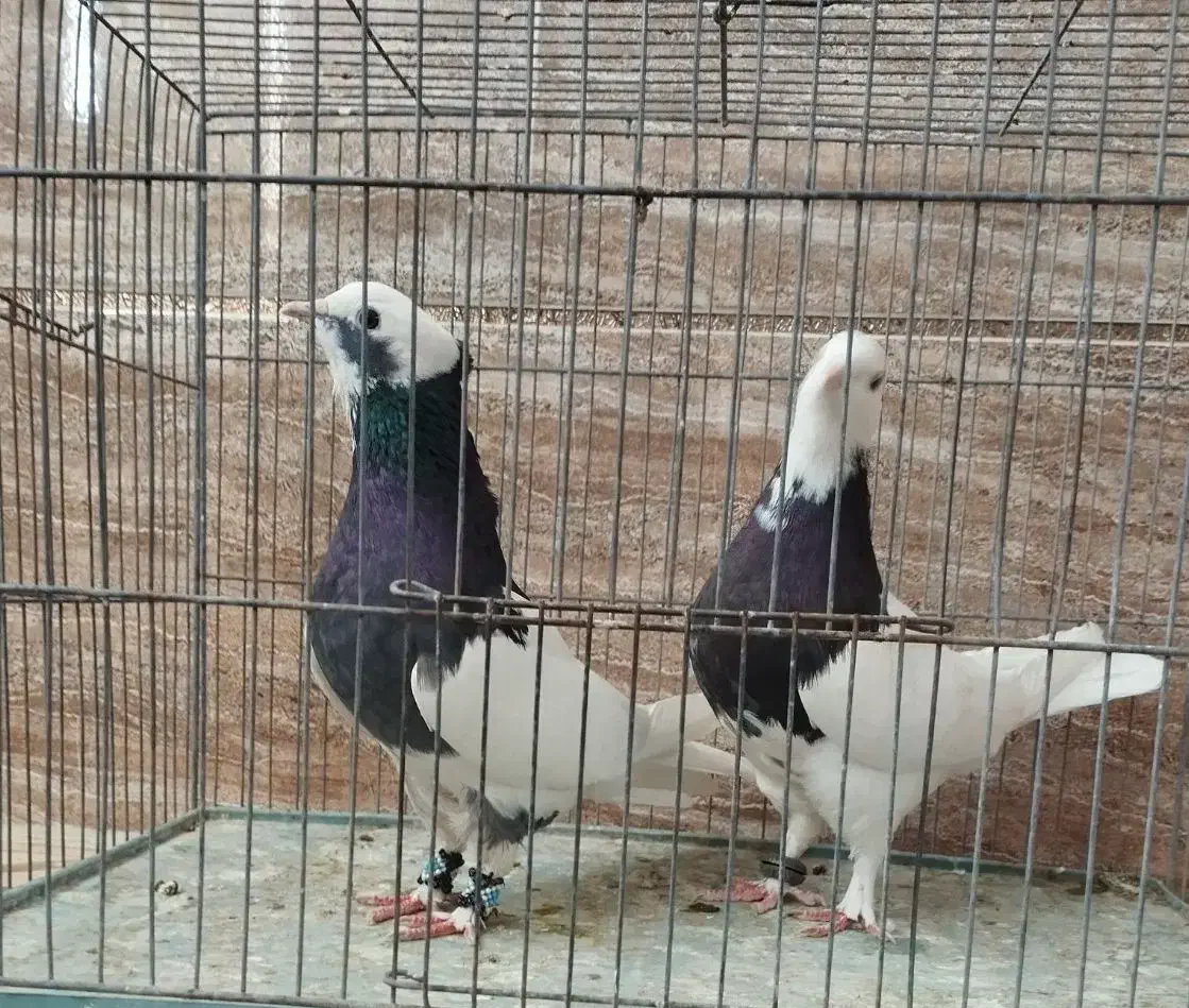 یک جفت طوقی|پرنده|رفسنجان, |دیوار