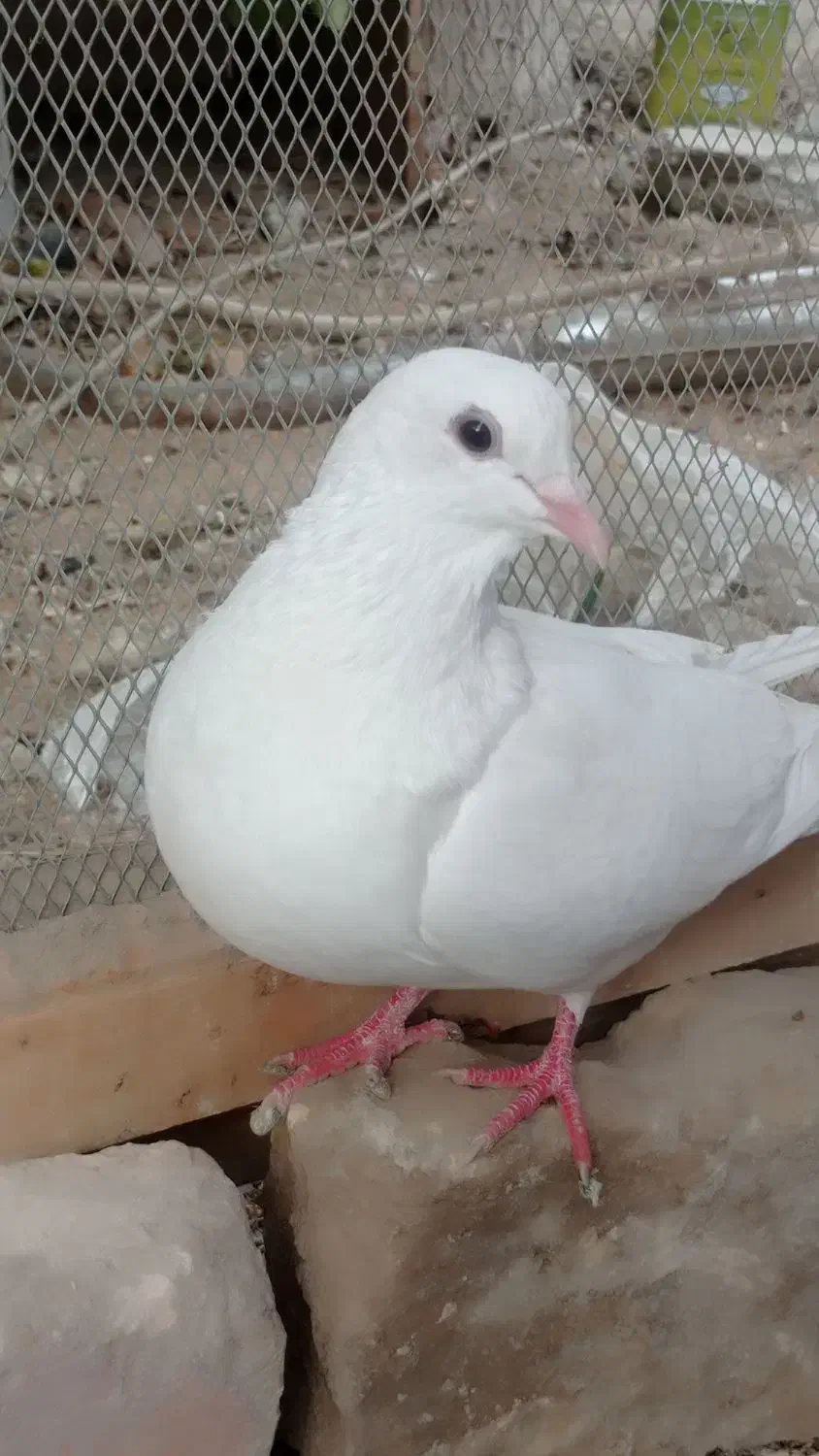 کبوتر سفید|پرنده|سراوان, |دیوار