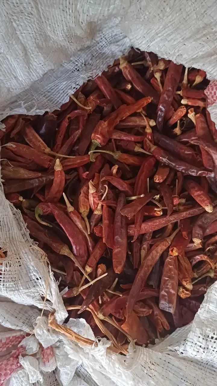 فلفل خشک، فلفل قرمز ، فلفل شاخ بزی، فلفل تند|عمدهفروشی|داراب, |دیوار