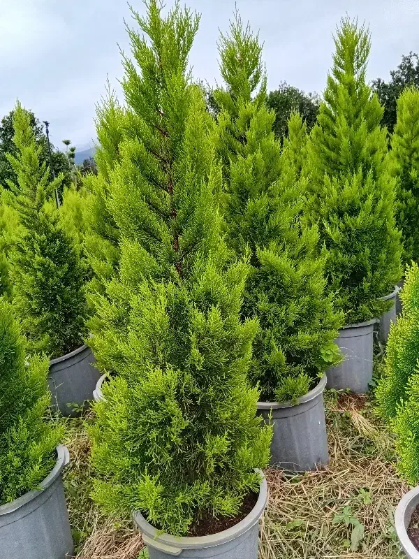 کامیس  لاوسون و یاس|گل و گیاه طبیعی|کلاچای, |دیوار
