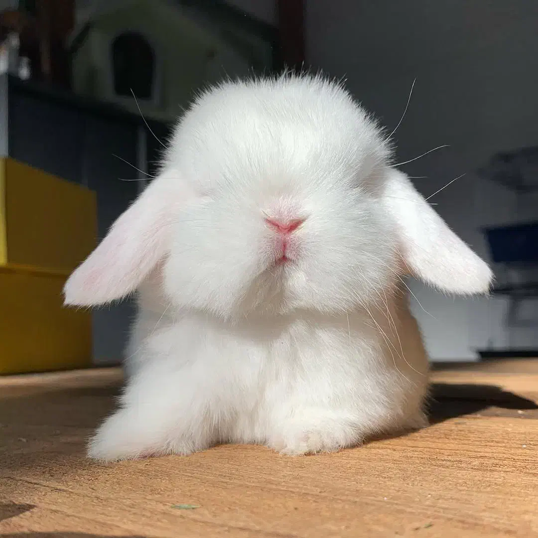 خرگوش خرسی خارجی کمیاب|موش و خرگوش|دزفول, |دیوار