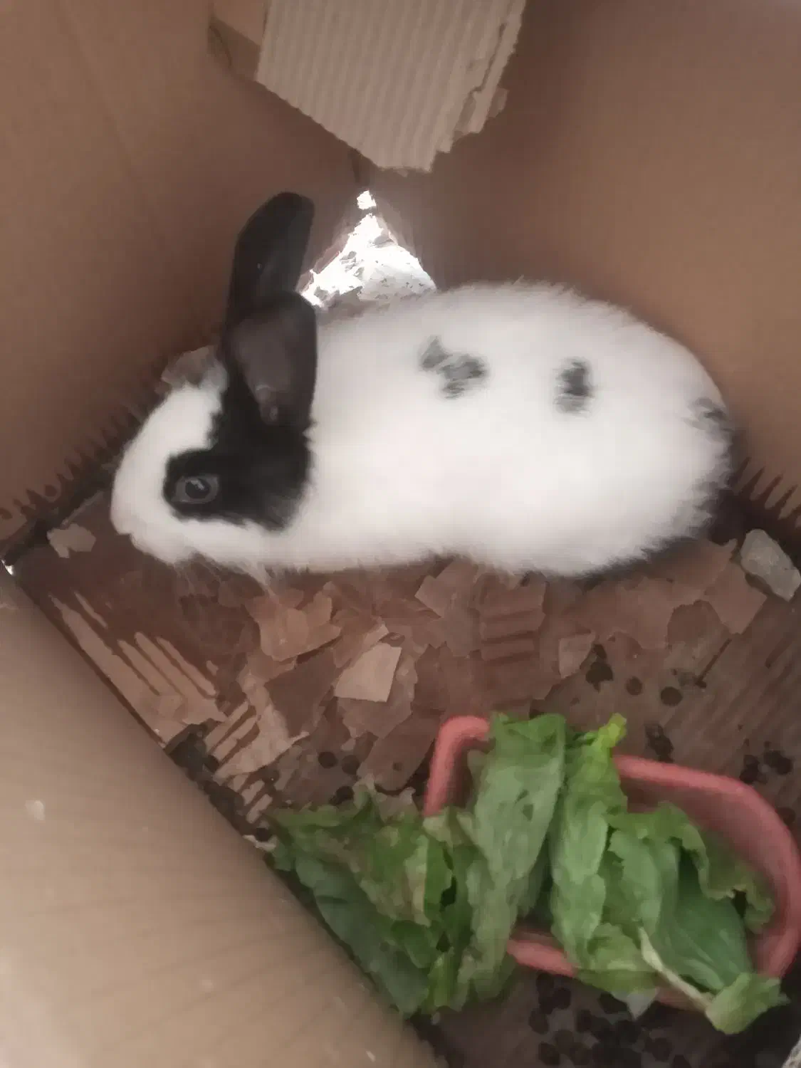 خرگوش|موش و خرگوش|شهرکرد, |دیوار