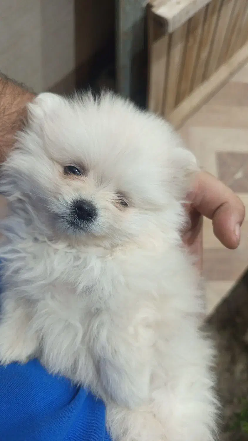 سگ پامر روباهی۲ماهه|سگ|بندر ماهشهر, |دیوار