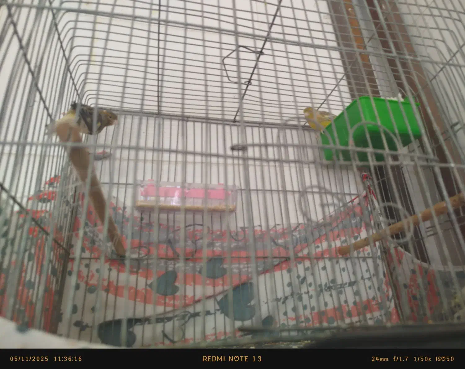 یک جفت قناری دم تخم|پرنده|یزد, |دیوار