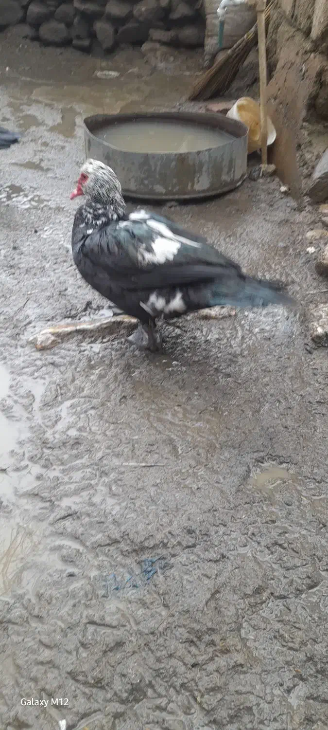 مرغابی روسی|حیوانات مزرعه|ربط, |دیوار