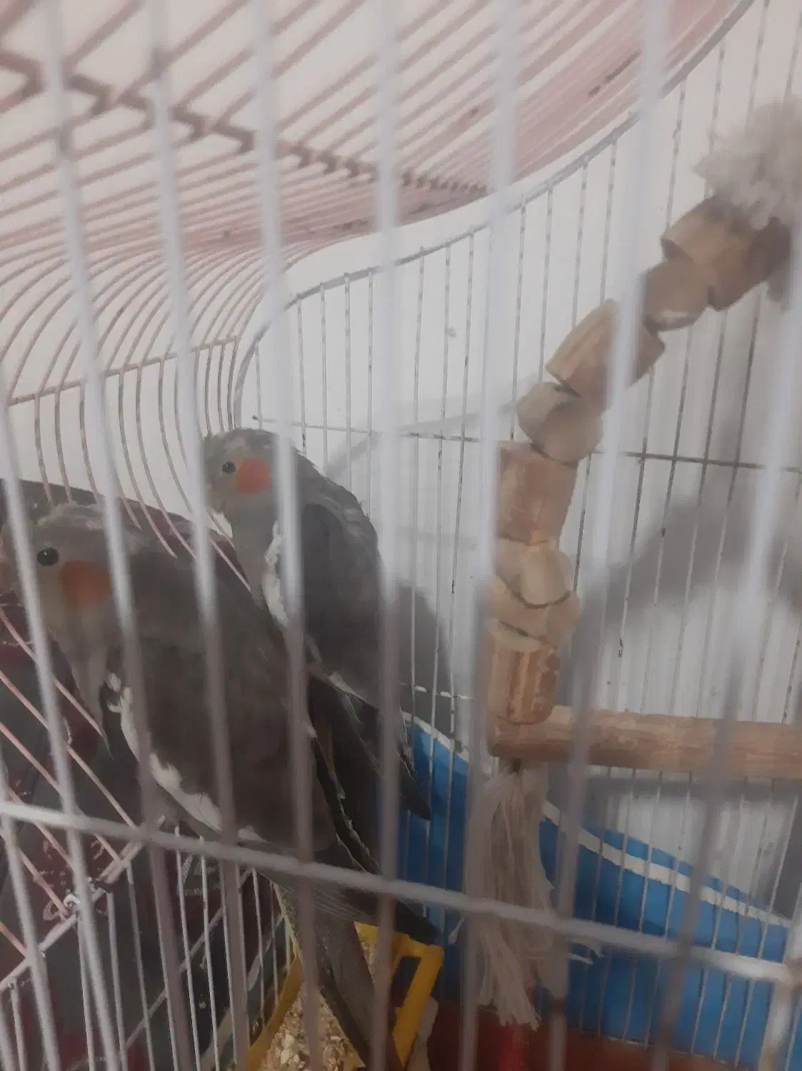 طوطی|پرنده|چالوس, |دیوار