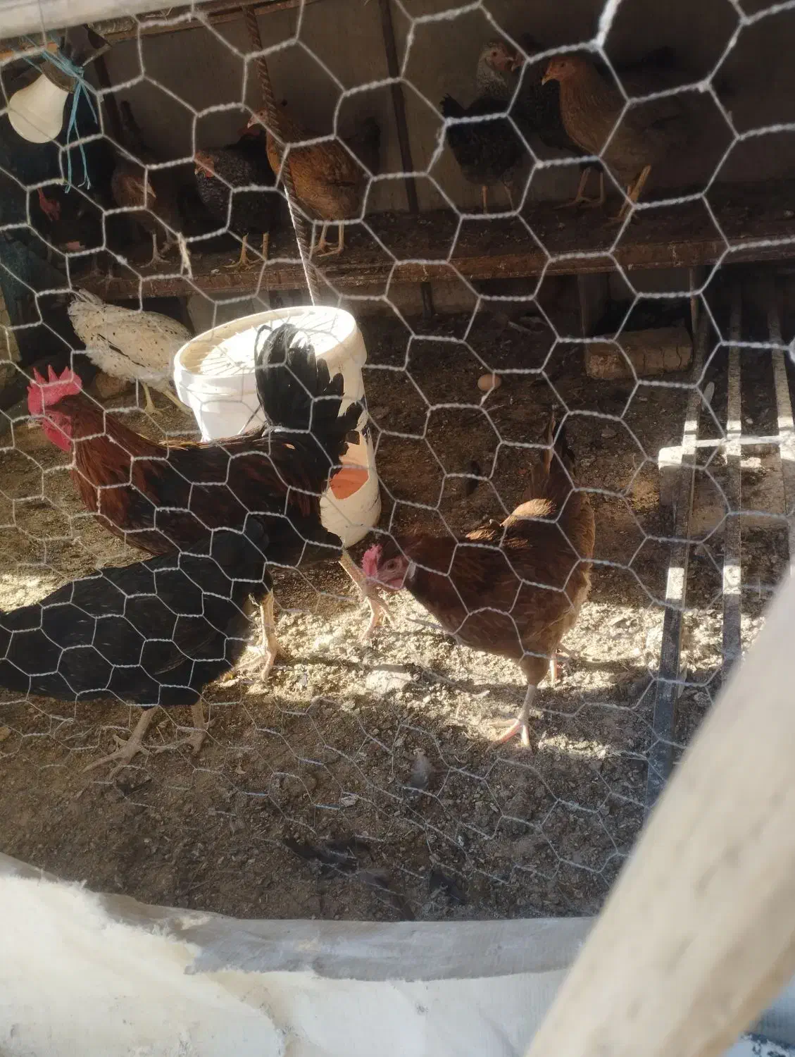 مرغ خانگی|حیوانات مزرعه|کازرون, |دیوار