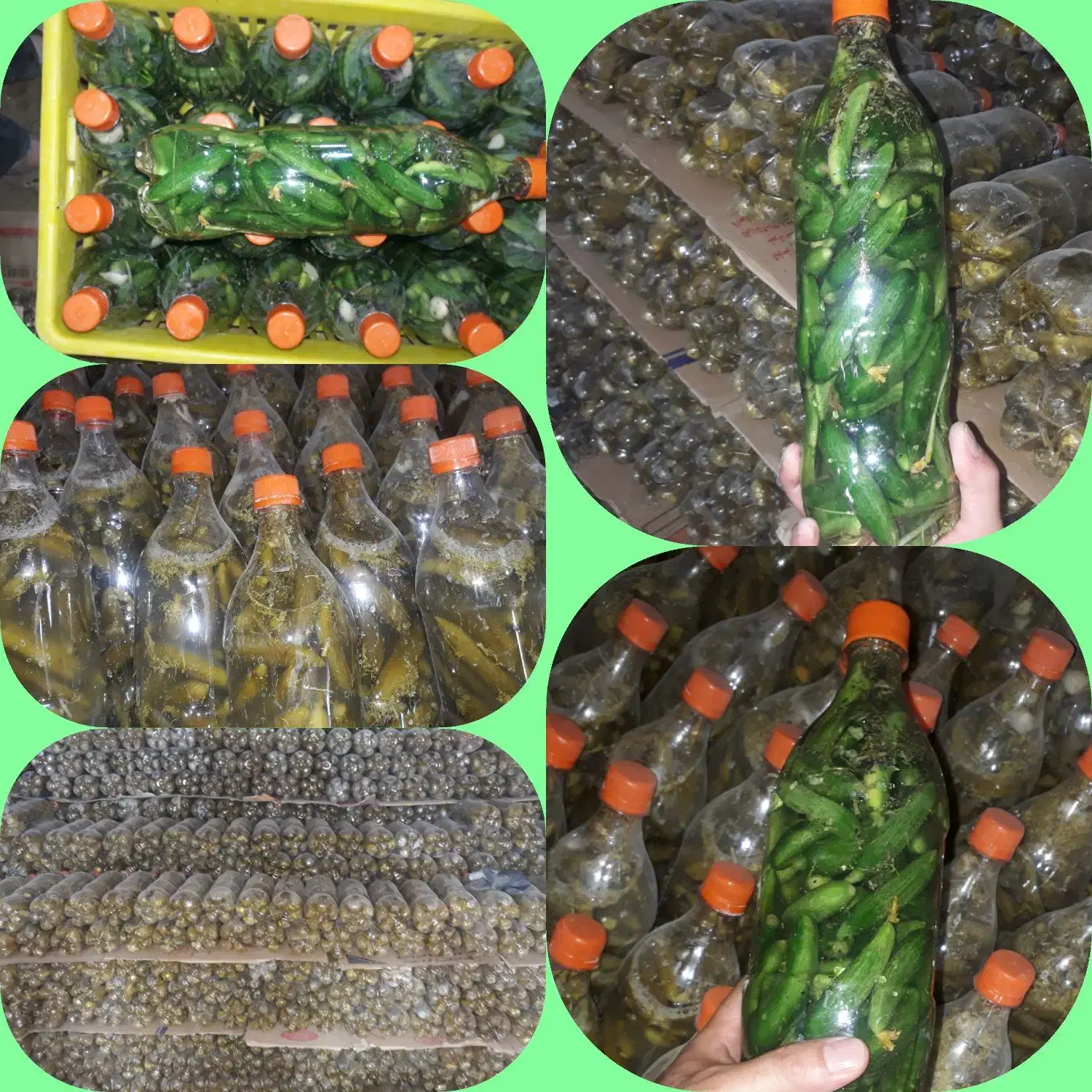 طلای سبز،قیمت باور نکردنی(خیارشور بطری)|خوردنی و آشامیدنی|بهار, |دیوار